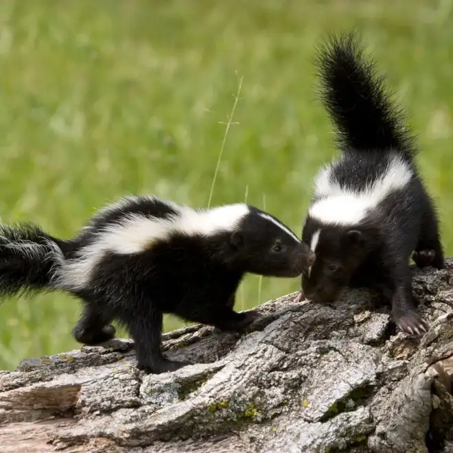 Skunk Removal, Mississauga