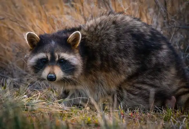 Raccoon Removal Services Hamilton