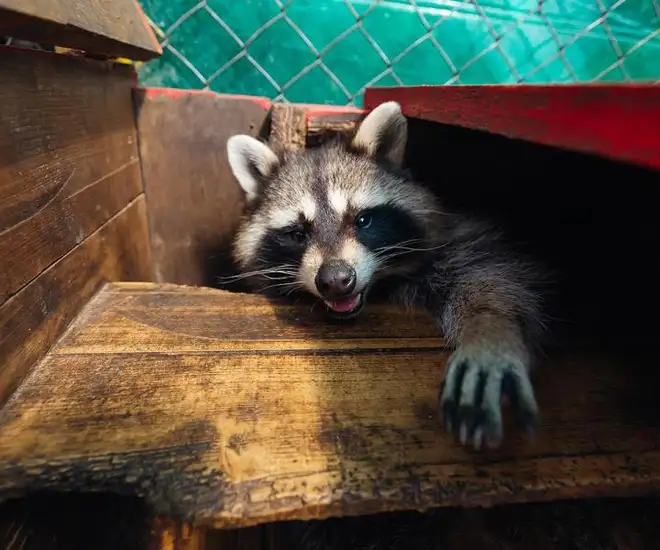 Animal Control Service Hamilton