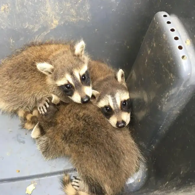 Animal Control Service Hamilton