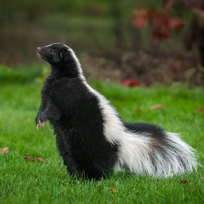 Skunk Removal Services Hamilton