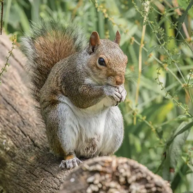 Squirrel Removal, Brampton