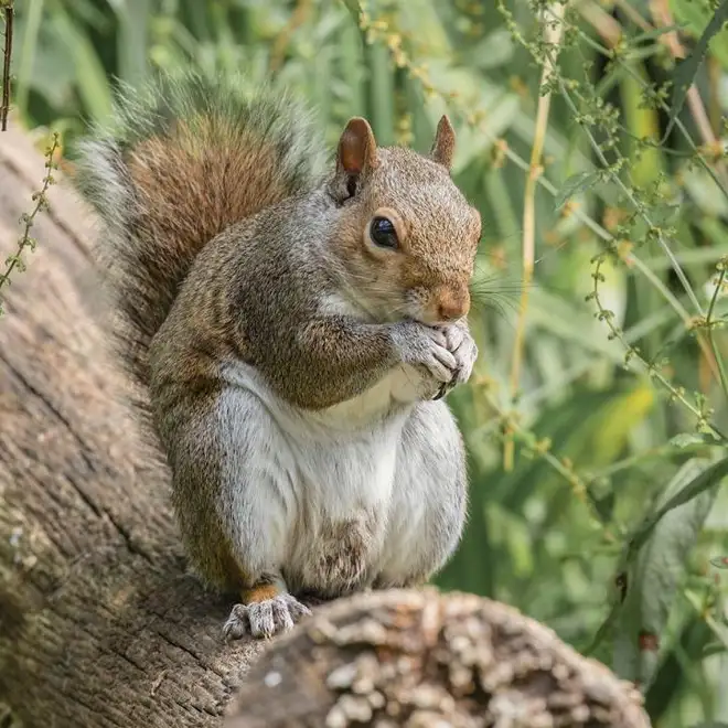 Squirrel Removal Services Hamilton