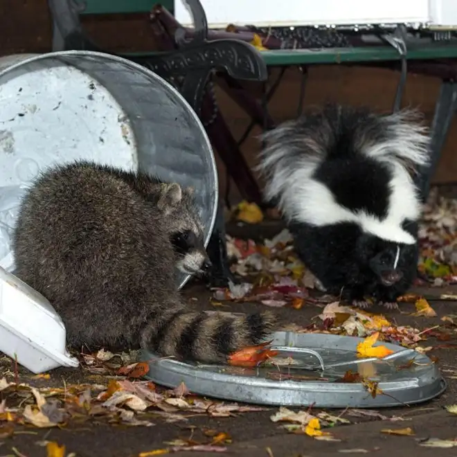 Animal Removal Services Hamilton